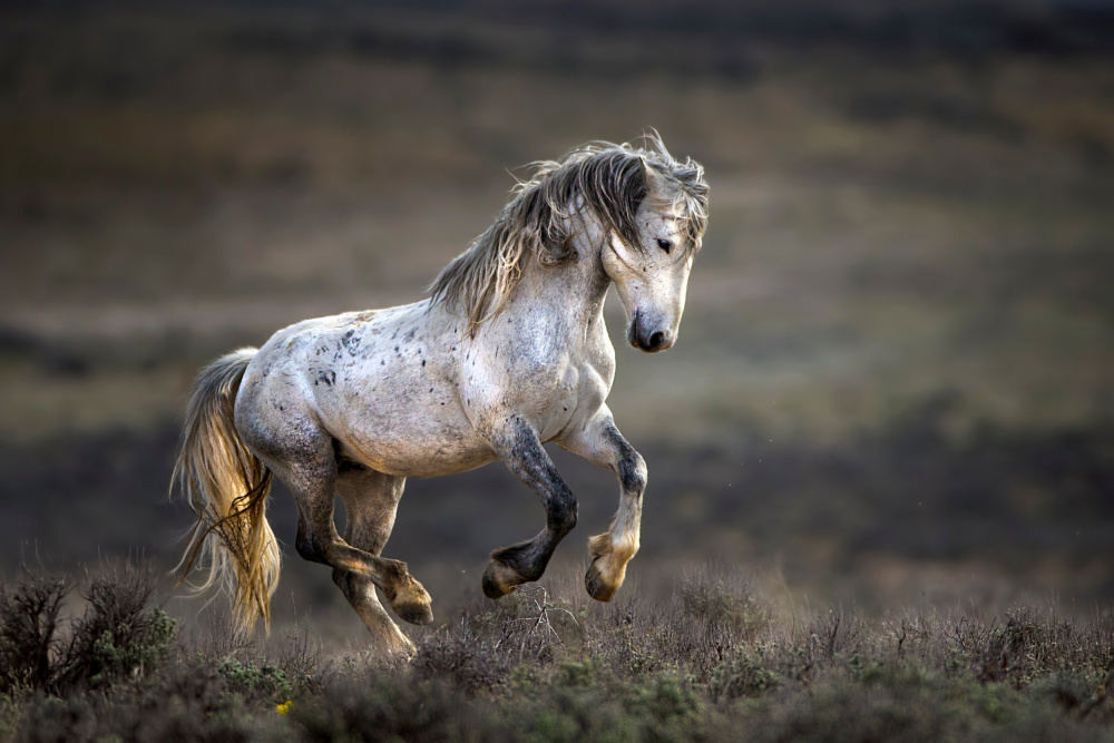 Galloping Wild Mustang by verdon — canvas wall art