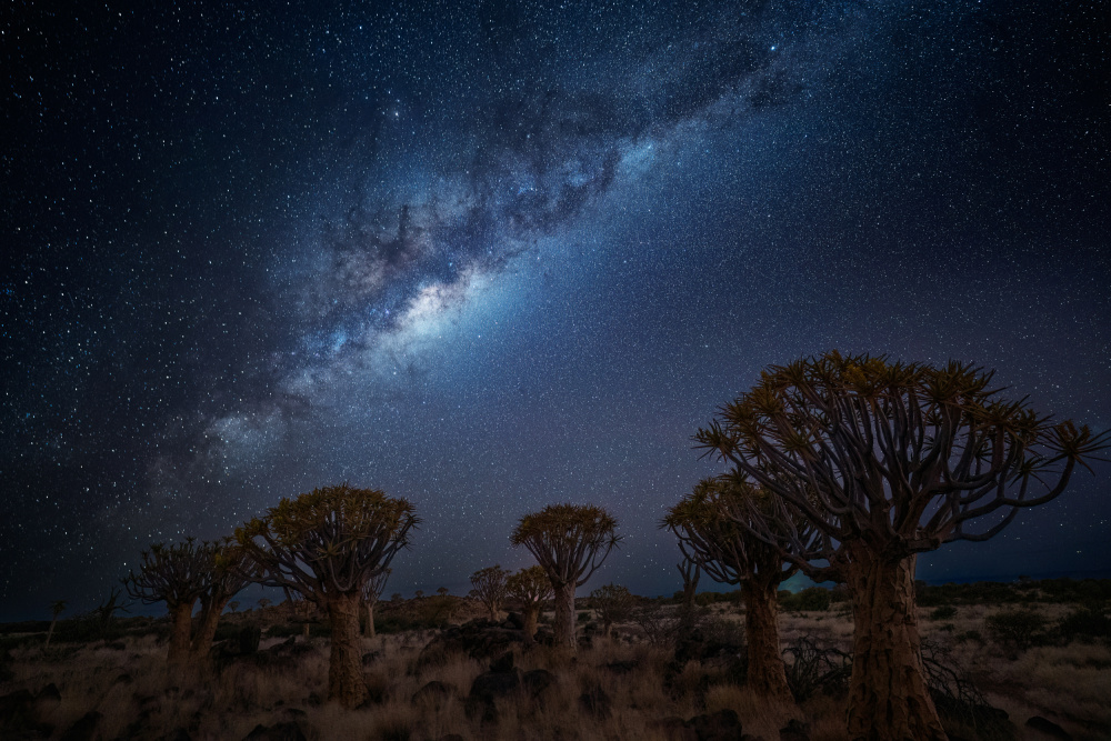 Milky Way Over Quiver Trees by Chao Feng 天馬 — canvas wall art