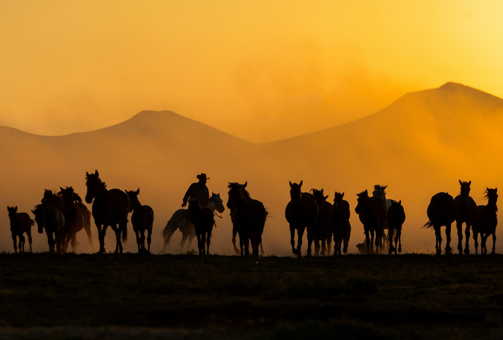 Cowboy and Wild Horses by Yavuz Pancareken — canvas wall art
