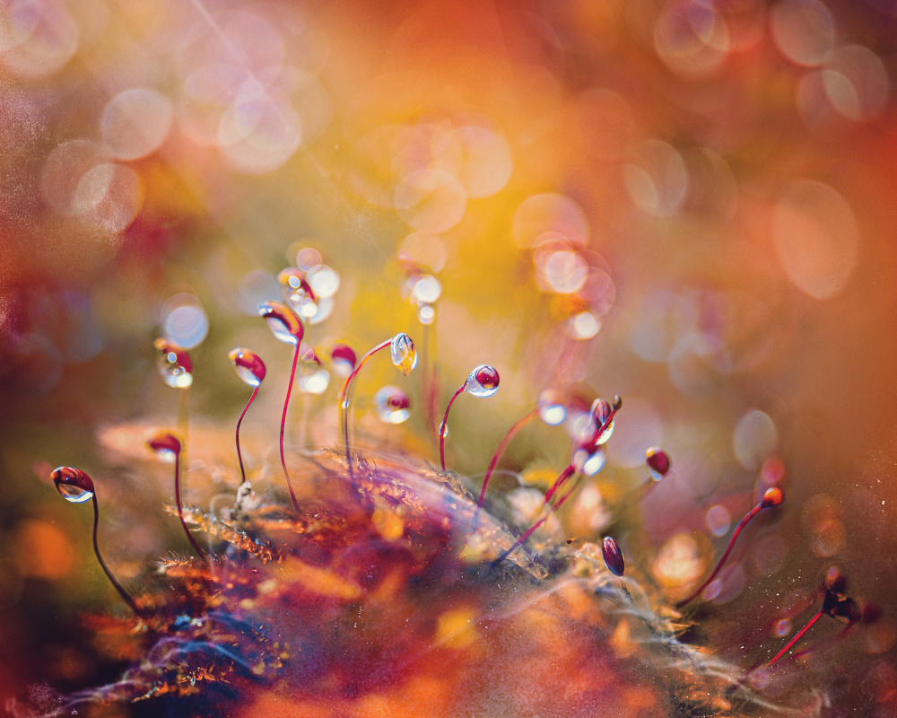 Colorful Dew Drops by Kristina Zvinakeviciute — canvas wall art