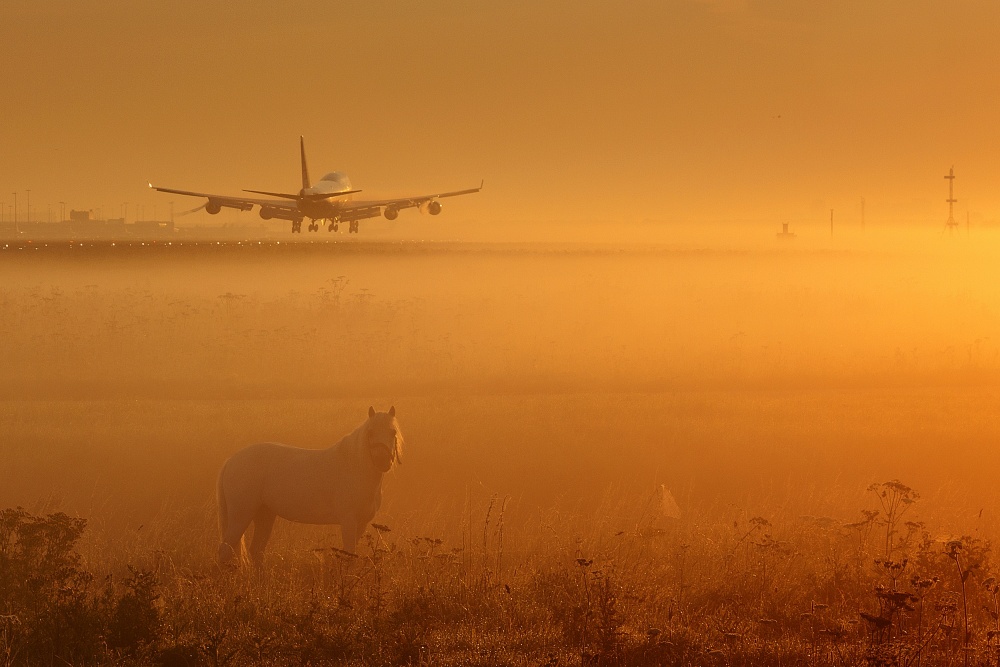 Horse and Airplane Fog by Max Witjes — canvas wall art