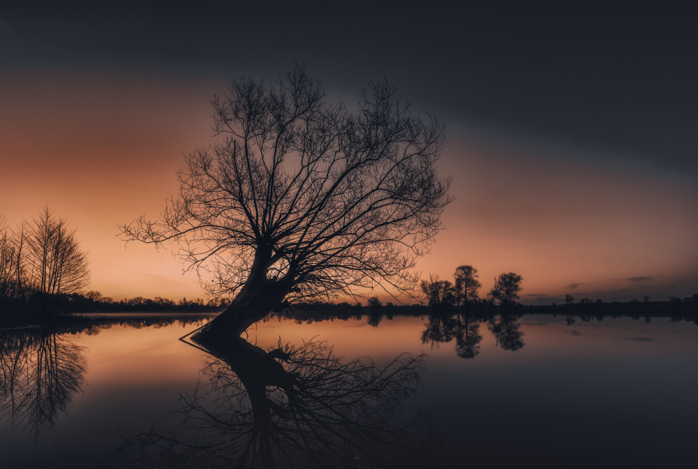 Leaning Tree Sunset Reflection by Dariusz Budyta — canvas wall art
