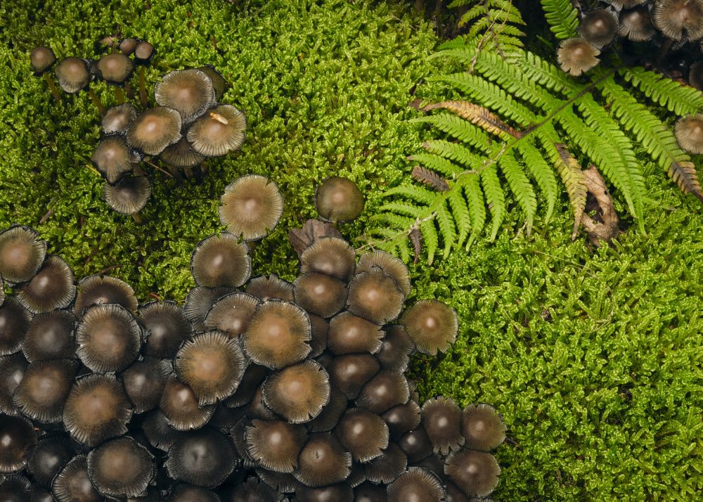 Woodland Mushroom Cluster by Hamed Bank — canvas wall art