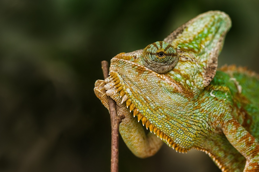 Watchful Green Chameleon by Dennis Mohrmann — canvas wall art