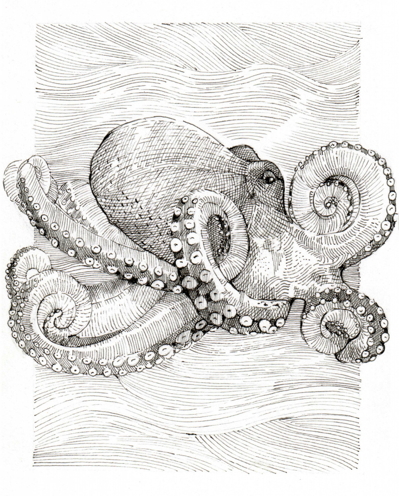 Black and White Octopus Line Drawing by Katie O'Shea — canvas wall art