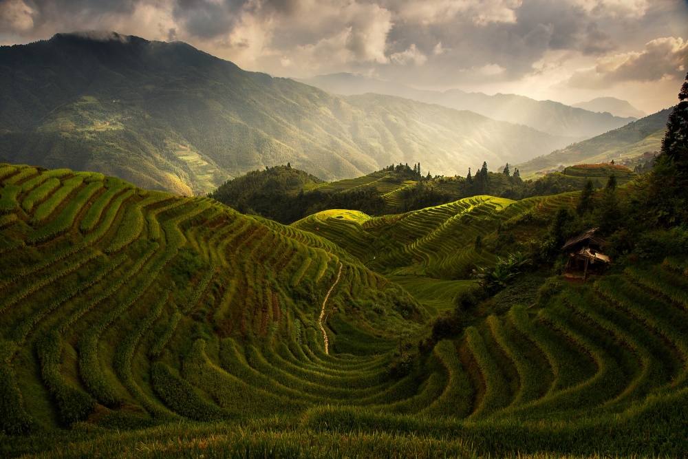 Sunlight Over Terraces by Max Witjes — canvas wall art