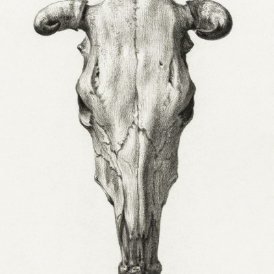 Skull of a Cow Front  View(1816)