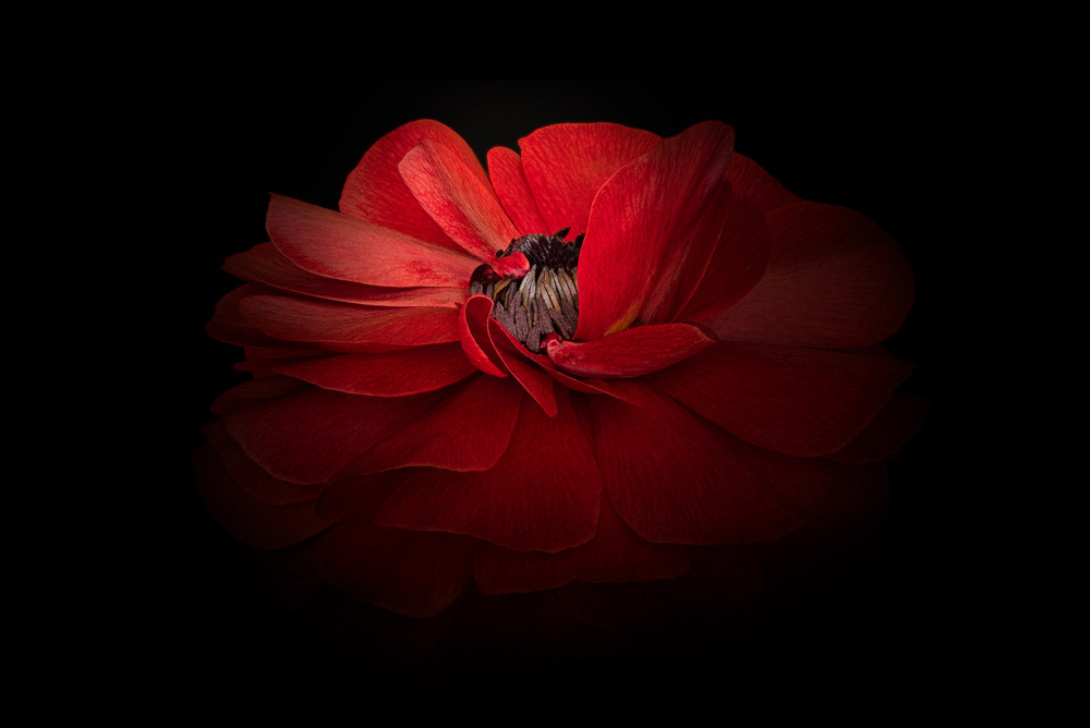 Elegant Red Bloom by Richard Urbanski — canvas wall art