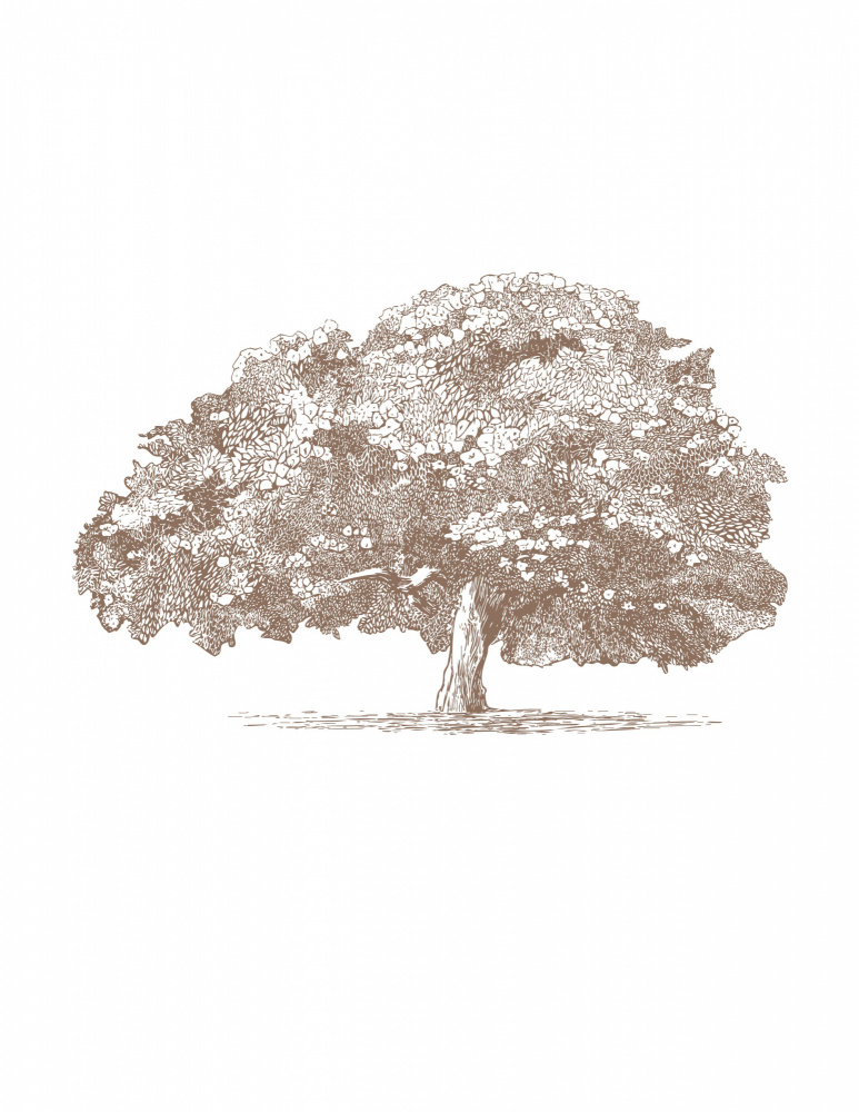 Big Tree in Brown Sepia by Katie O'Shea — canvas wall art