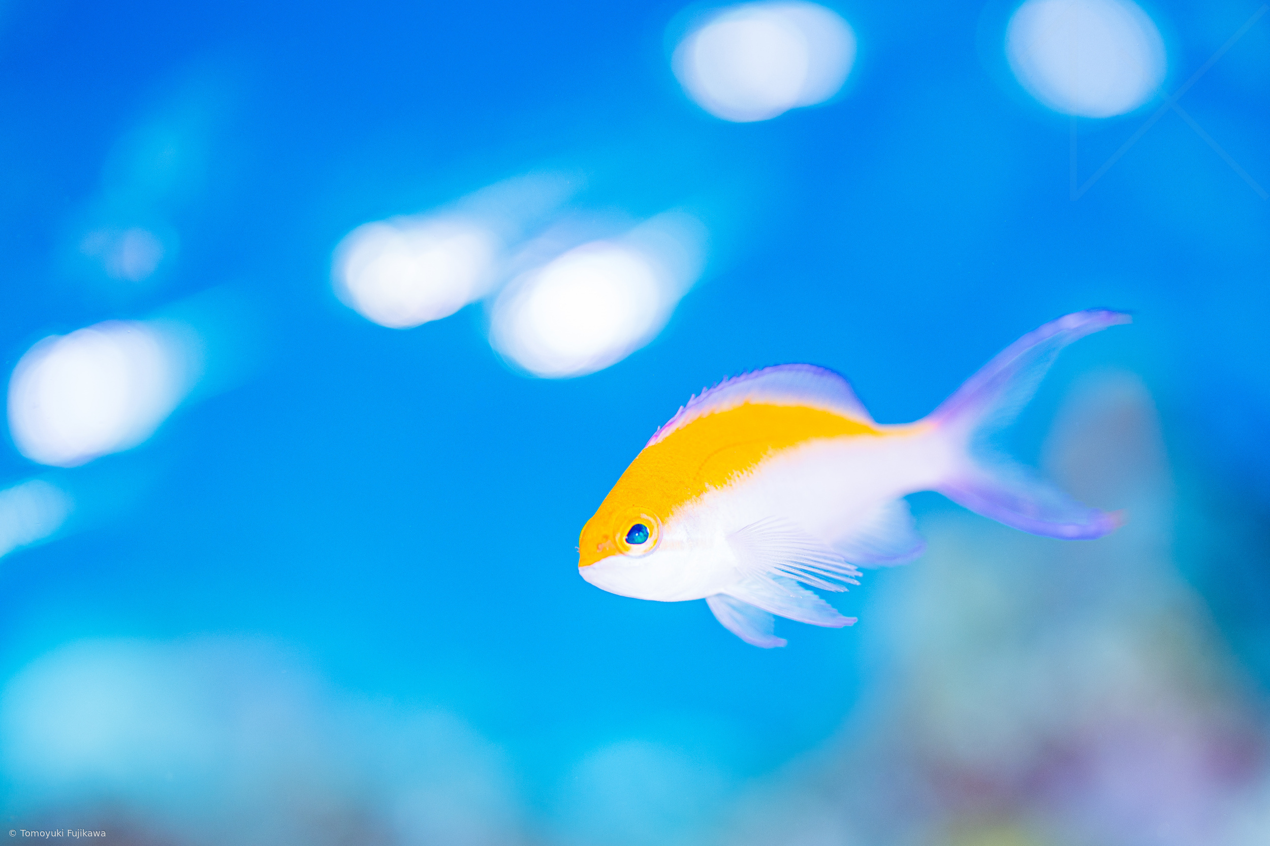 Bicolor anthias