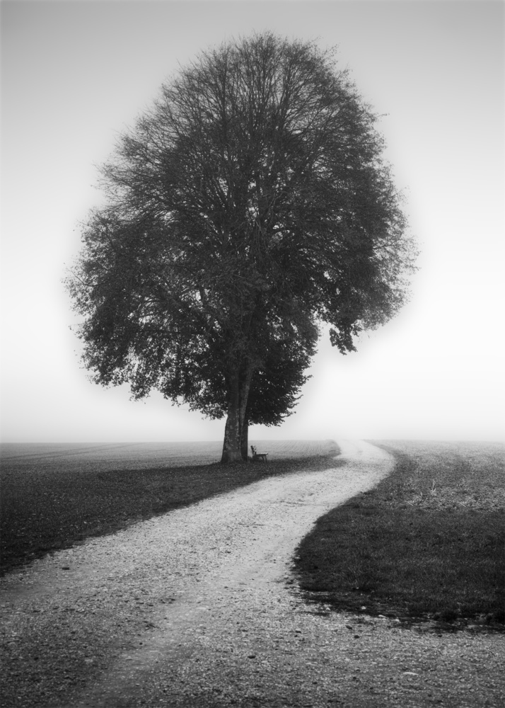 Foggy Path Lone Tree by Alexej Schulz — canvas wall art