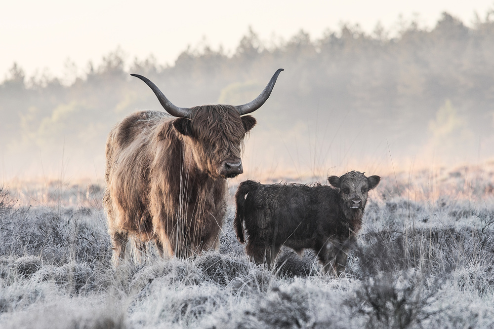 Highland Winter Family by Jaap van den Helm — canvas wall art
