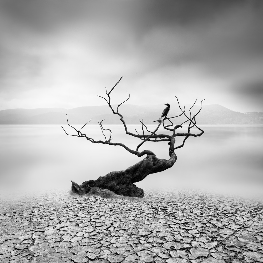 Solitary Bird Bare Tree by George Digalakis — canvas wall art