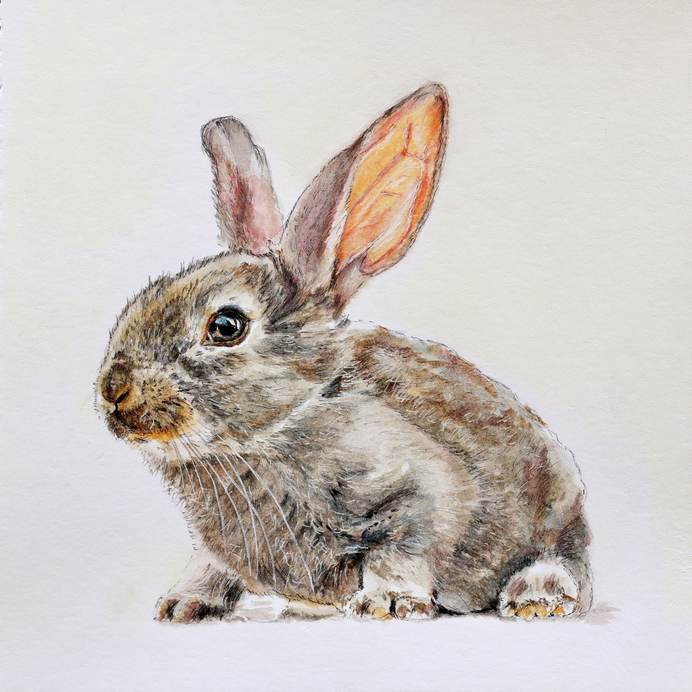Cute Baby Bunny by Marina Kozyr — canvas wall art