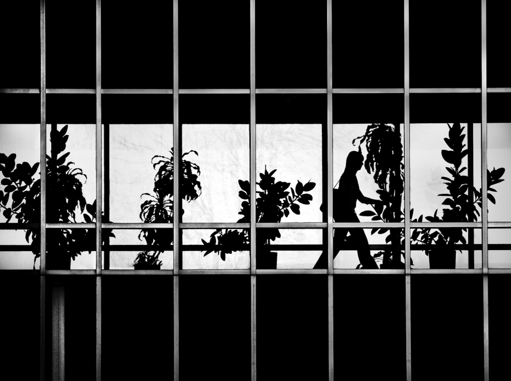 Window Garden Silhouette by David Senechal Photographie (polydactyle) — canvas wall art