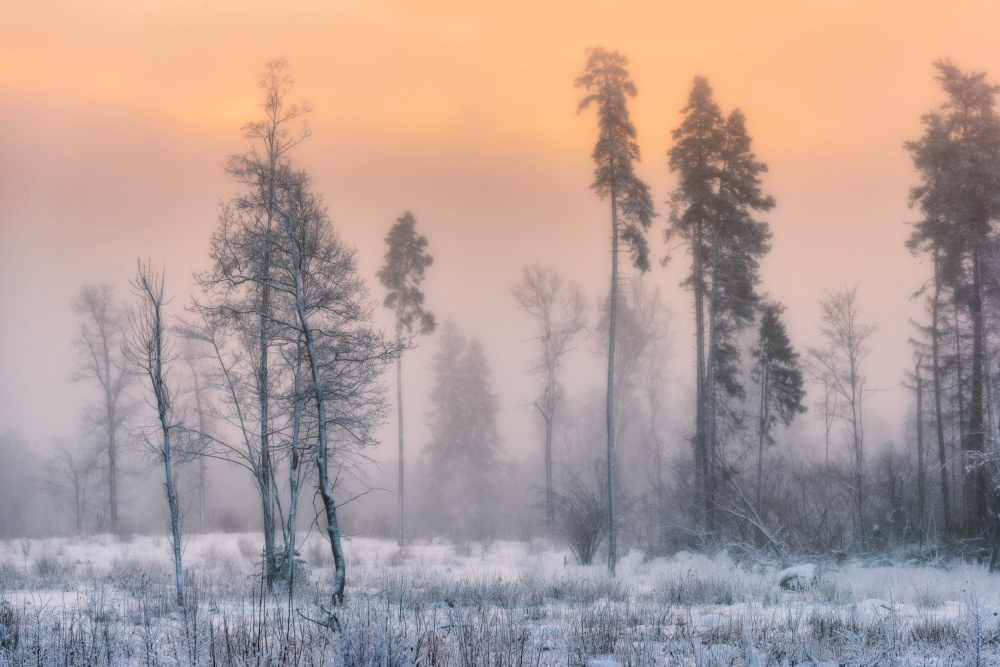 Misty Winter Dawn by Sergey Pesterev — canvas wall art