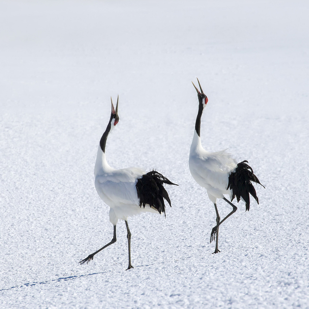 Red-Crowned Cranes Dance by Raymond Ren Rong Liu — canvas wall art