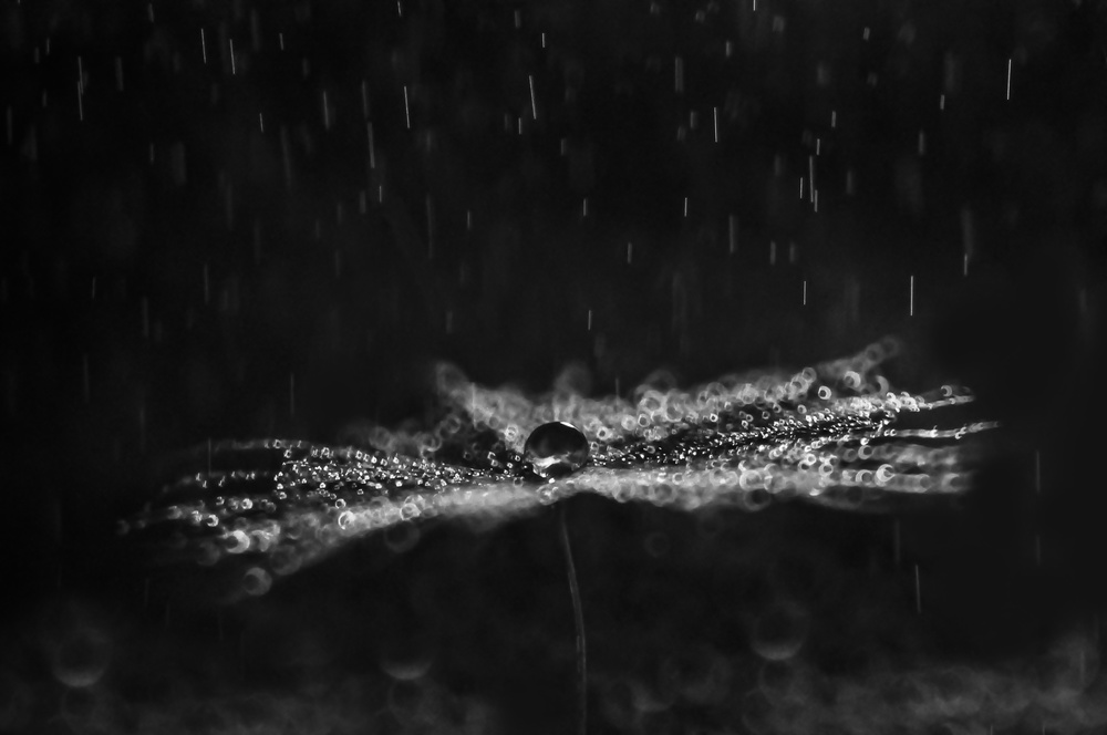 Rainy Dandelion Seed by Ivelina Blagoeva — canvas wall art