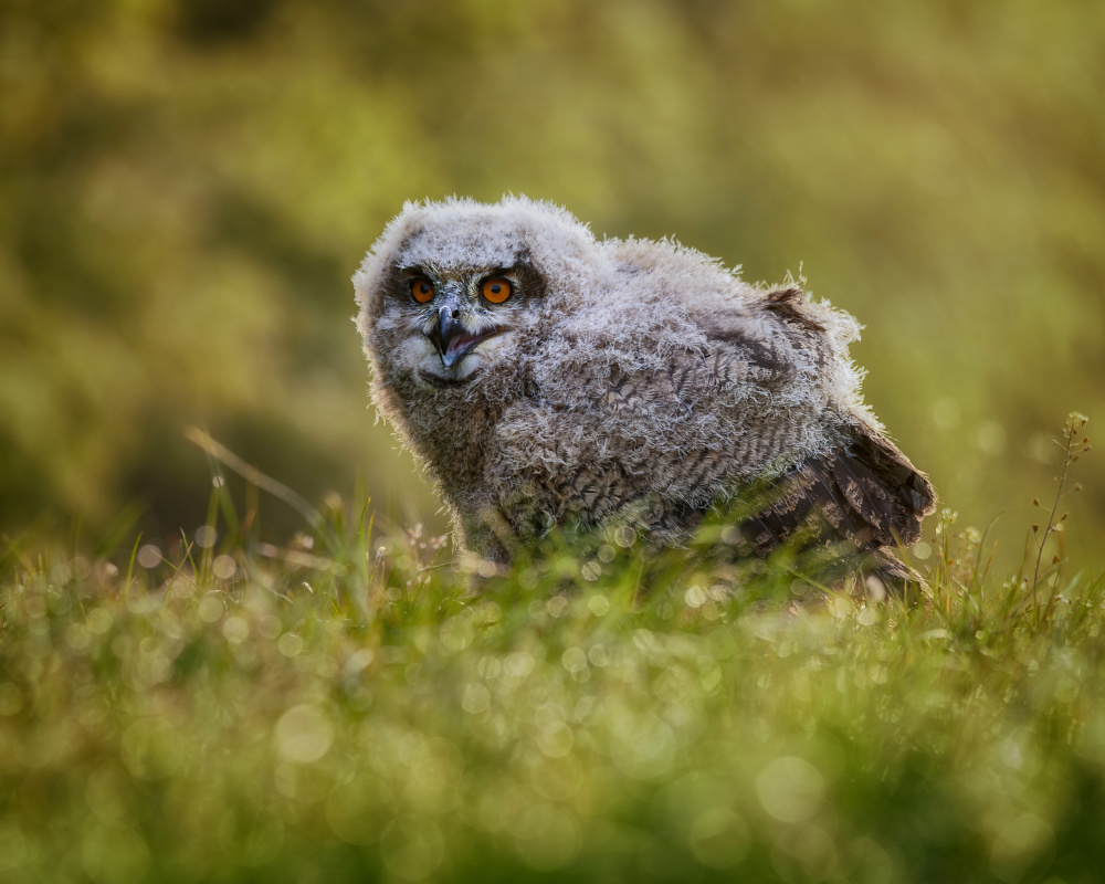 Curious Baby Owl by Michaela Firešová — canvas wall art