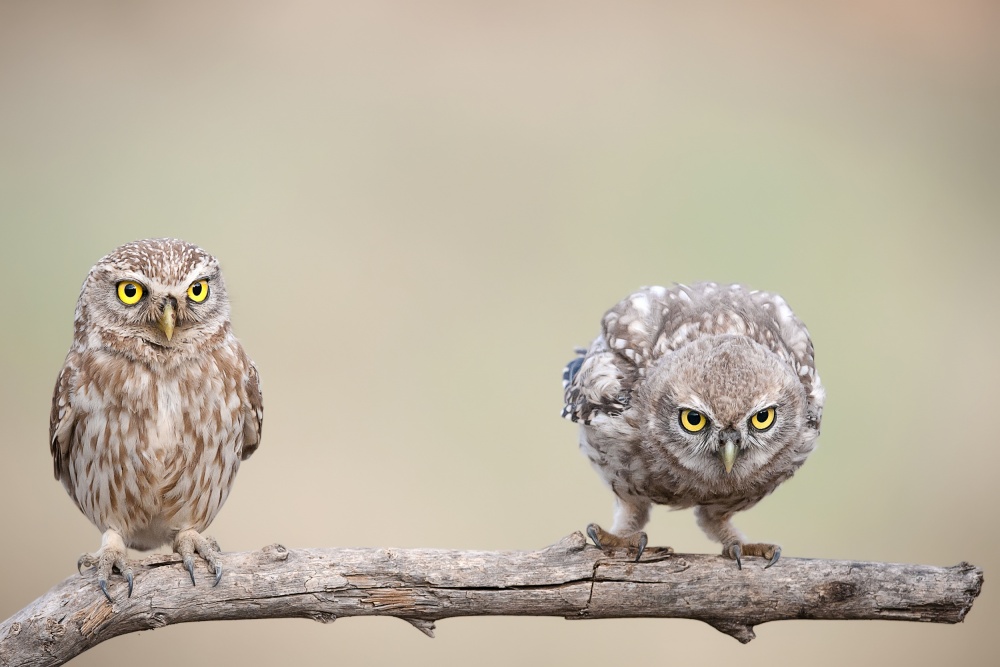 Curious Little Owls by Eyal Amer — canvas wall art