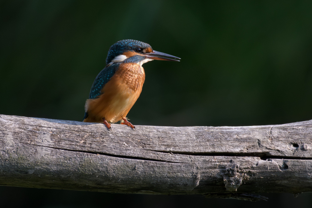 Kingfisher by Marco Galimberti — canvas wall art