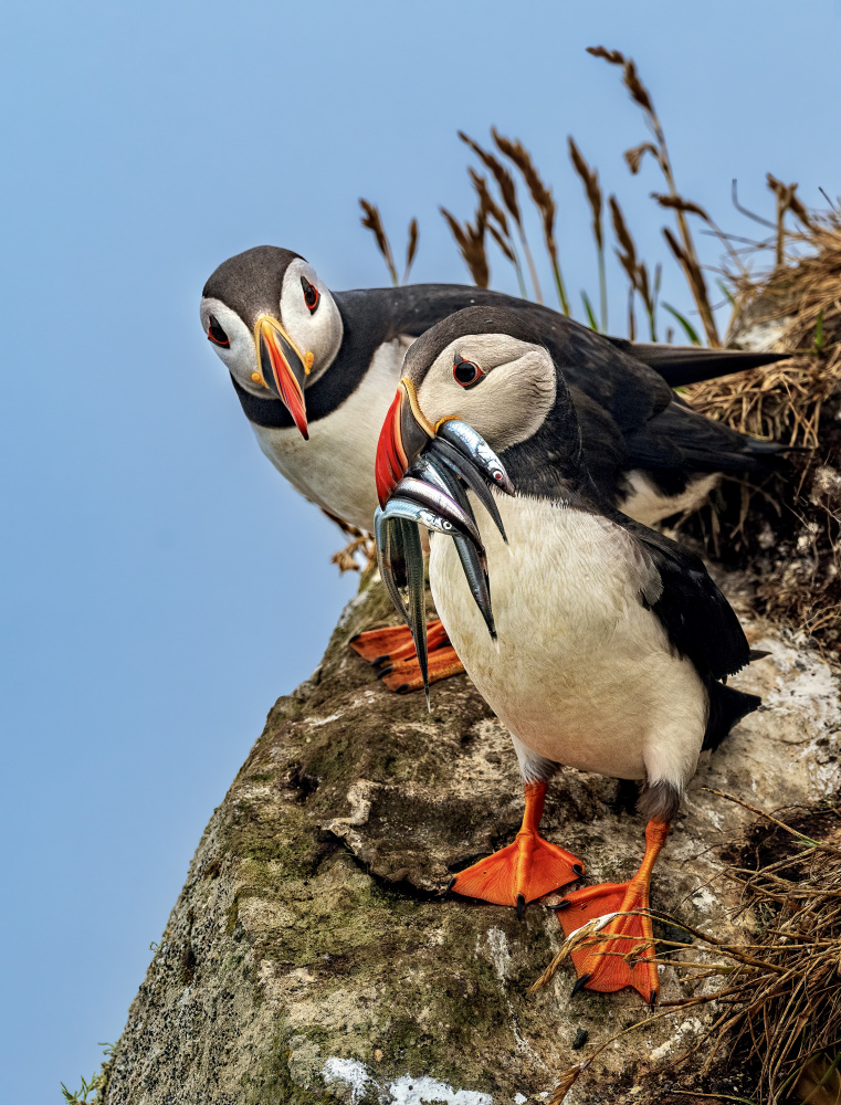 Atlantic Puffins with Fish by Ariel Ling — canvas wall art