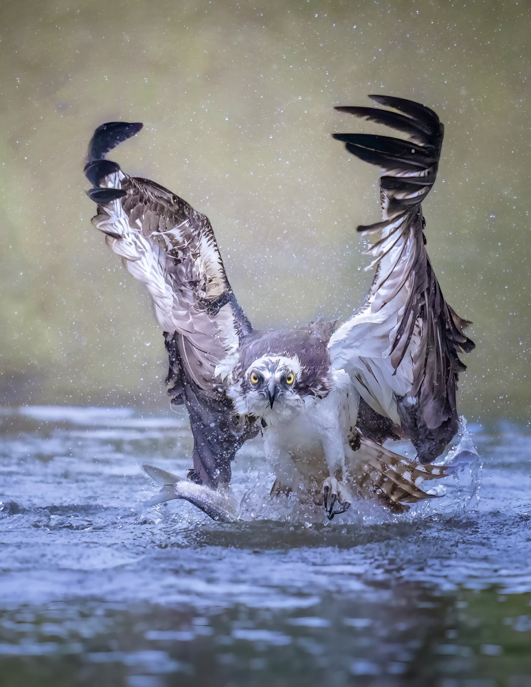 Osprey Fishing Splash by Tao Huang — canvas wall art