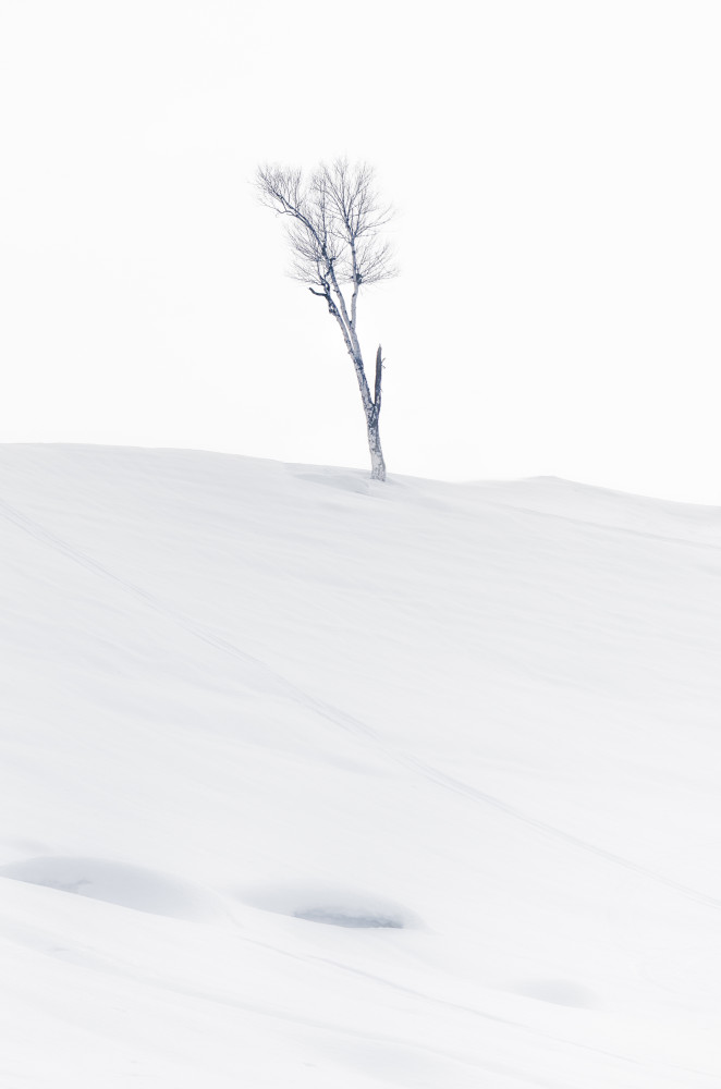 Solitary Winter Tree by Jassi Oberai — canvas wall art
