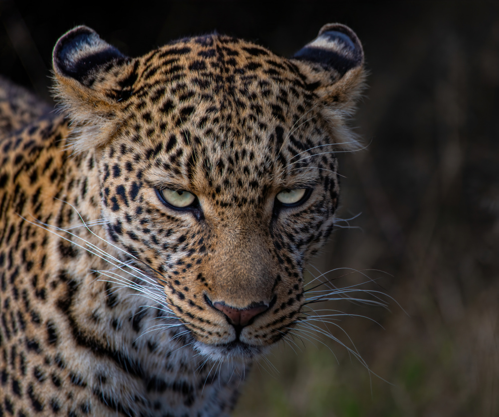 Intense Leopard Gaze by Amro — canvas wall art