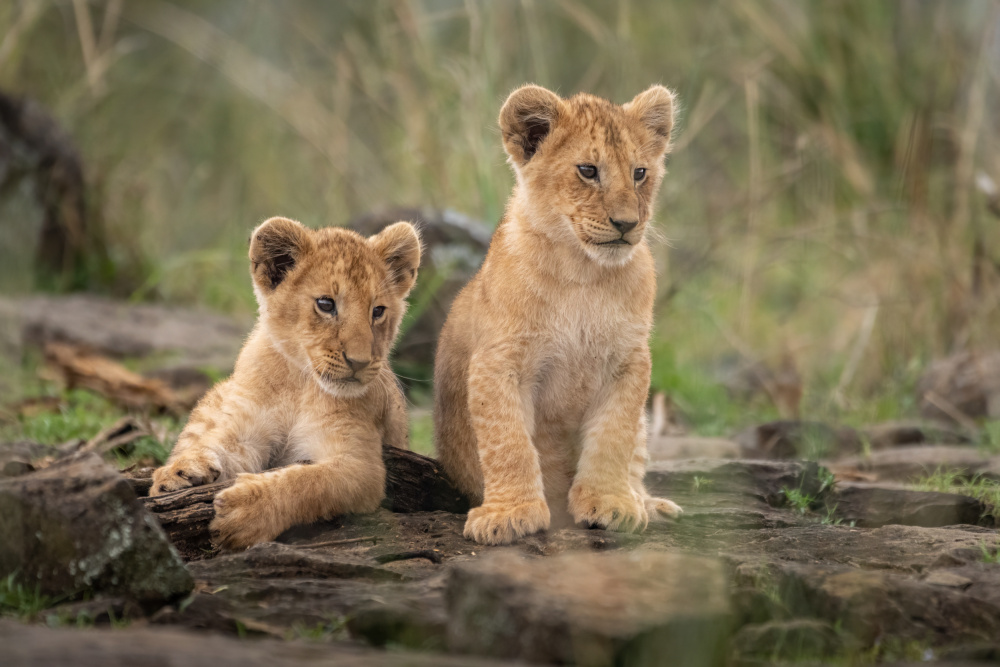 Two Adorable Lion Cubs by Daniel Katz — canvas wall art