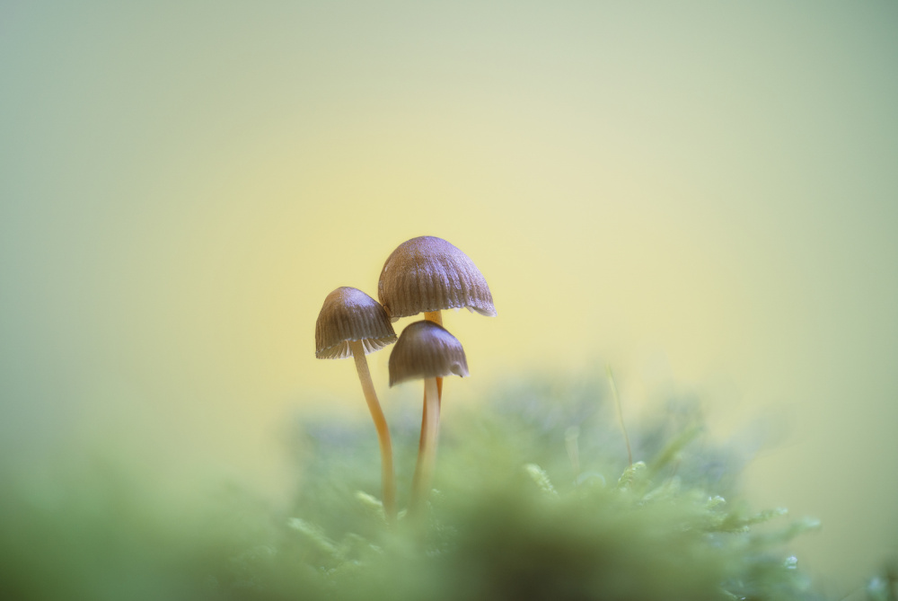 Delicate Forest Fungi by António Bernardino Coelho — canvas wall art