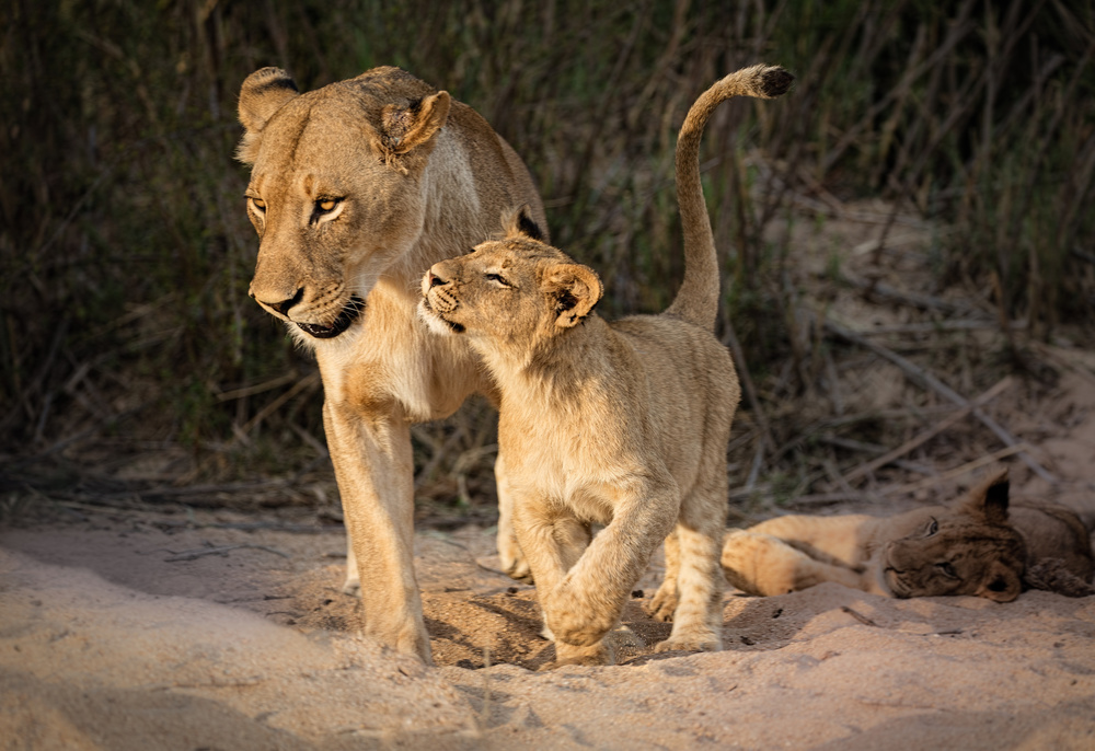 Gentle Lioness Cub by Heather Bonadio — canvas wall art
