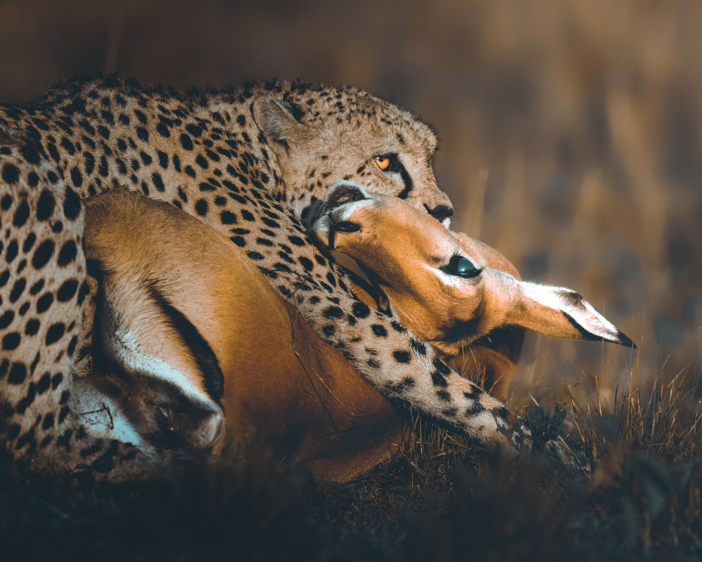Cheetah's Catch by Ahmed Sobhi — canvas wall art