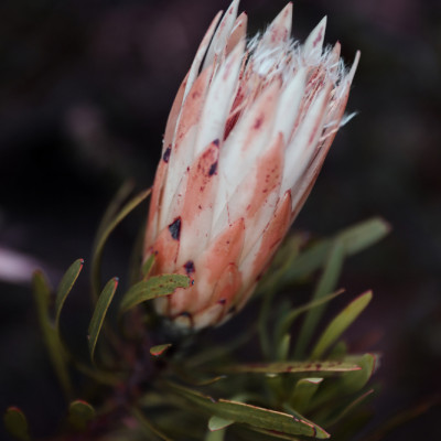 Protea Flower With Soft Pink And White Petals