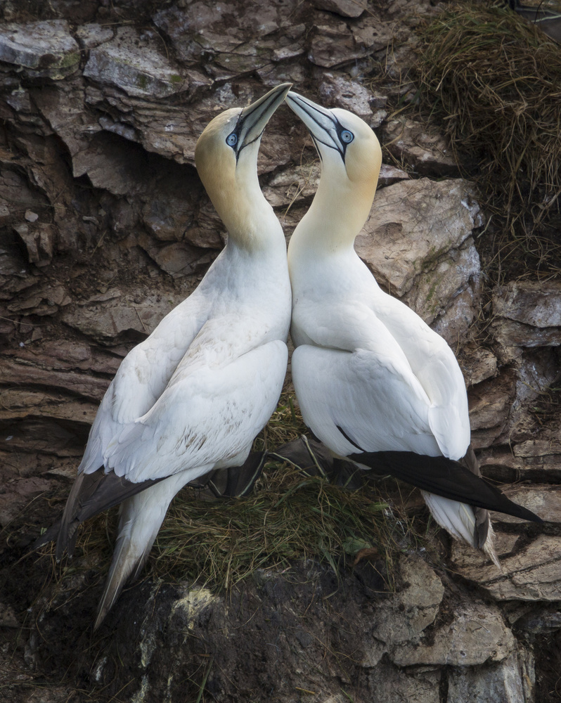 Gannet Pair's Kiss by Greg Barsh — canvas wall art