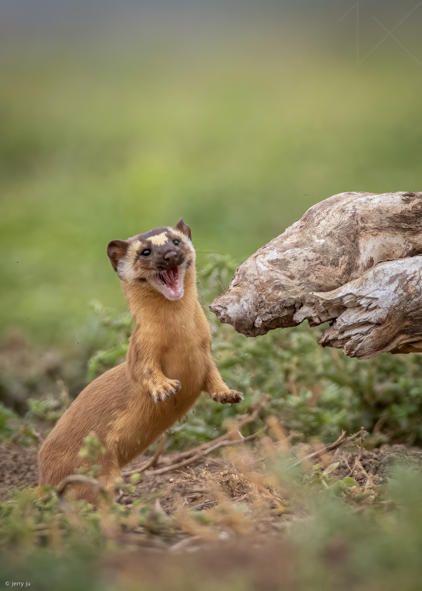 Yellow weasel