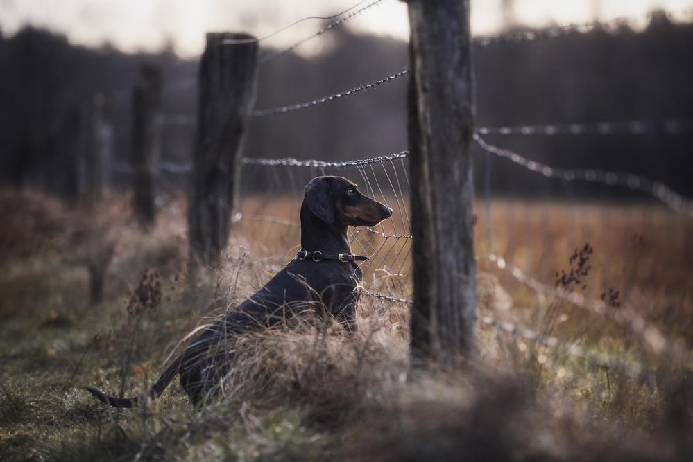 Dachshund by Rustic Fence by Heike Willers — canvas wall art