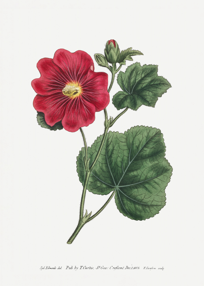 Alcea Rosea 1815   Flower Garden Displayed By Francis Sansom by Francis Sansom — canvas wall art