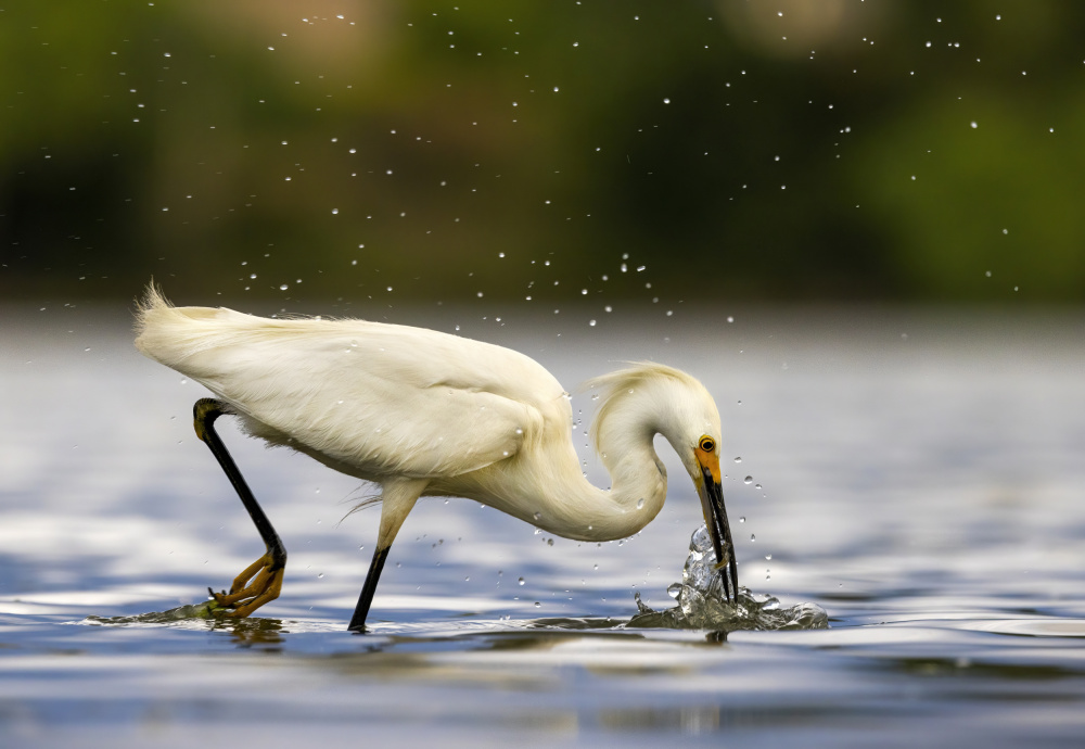 Snowy Egret Fishing by verdon — canvas wall art