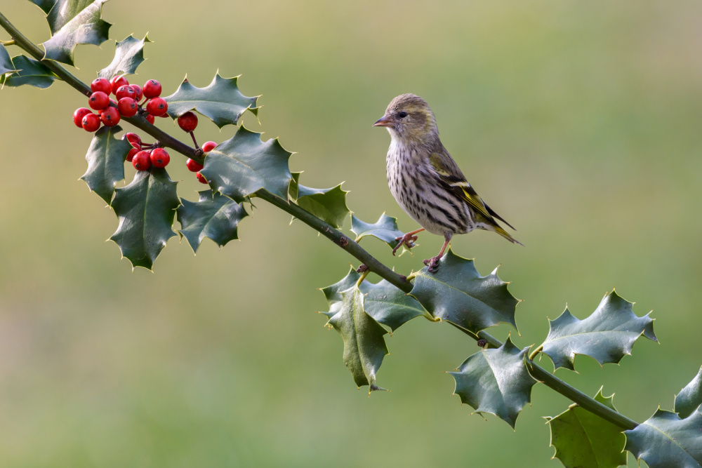 Winter Bird on Holly by Marco Galimberti — canvas wall art