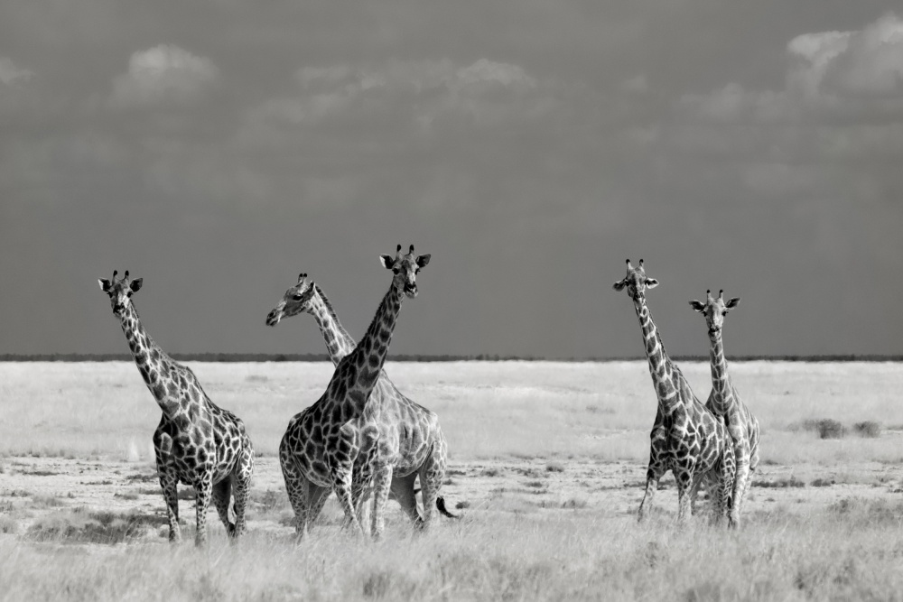 Wild African Giraffes by Mathilde Guillemot — canvas wall art