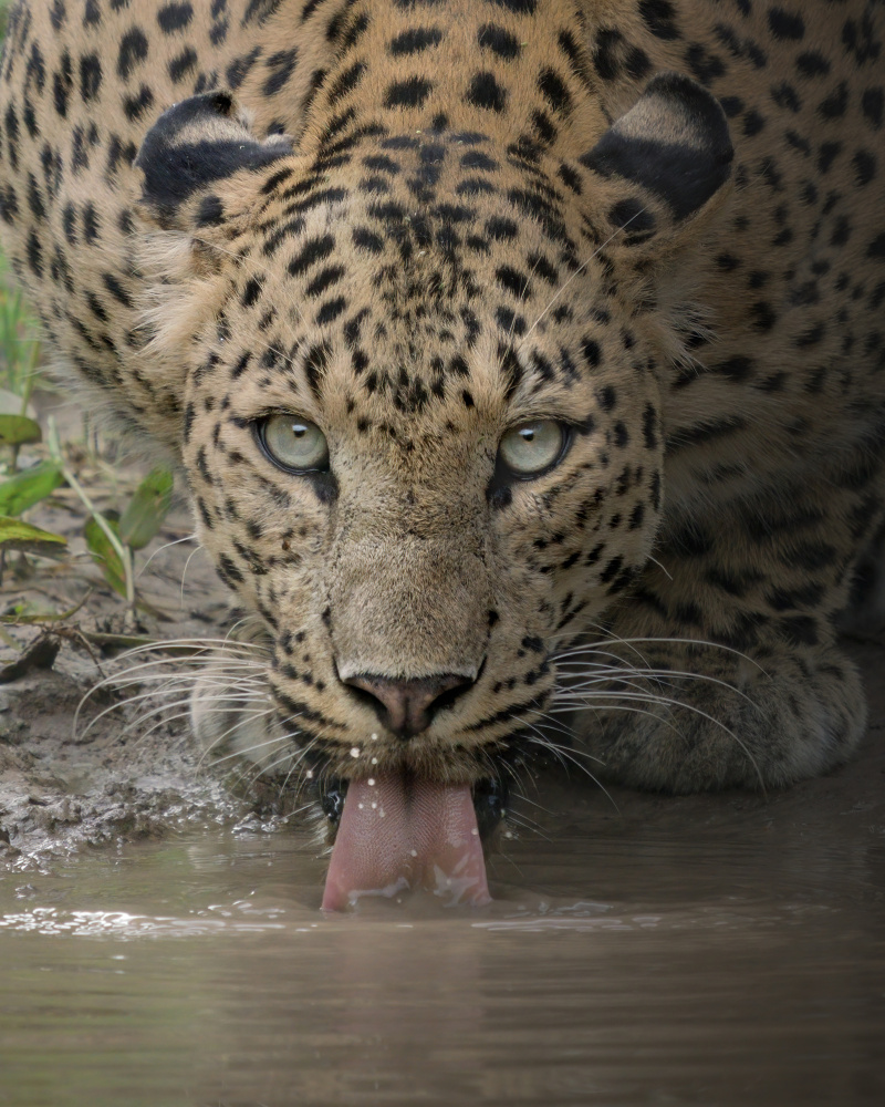 Leopard's Thirsty Gaze by Chaitanya Rawat — canvas wall art