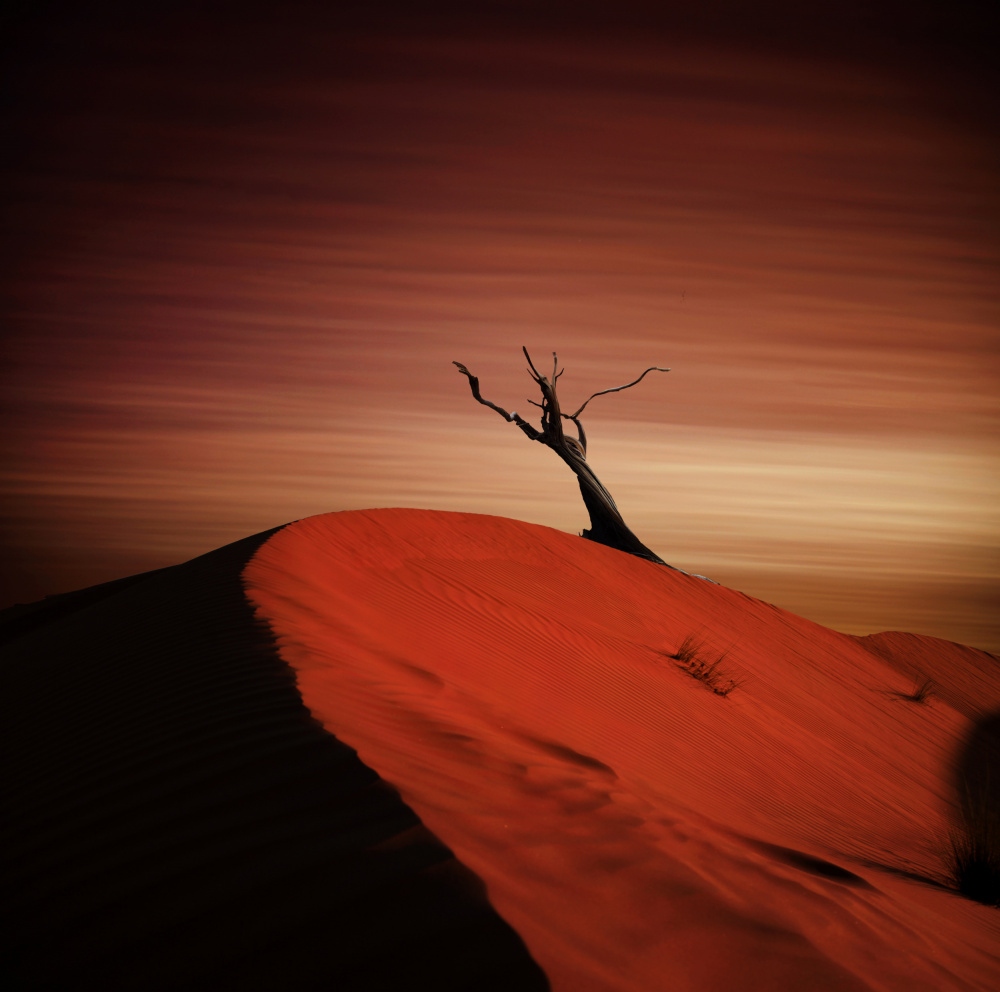 Red Sand Dune Tree by Mindaugas Žarys — canvas wall art