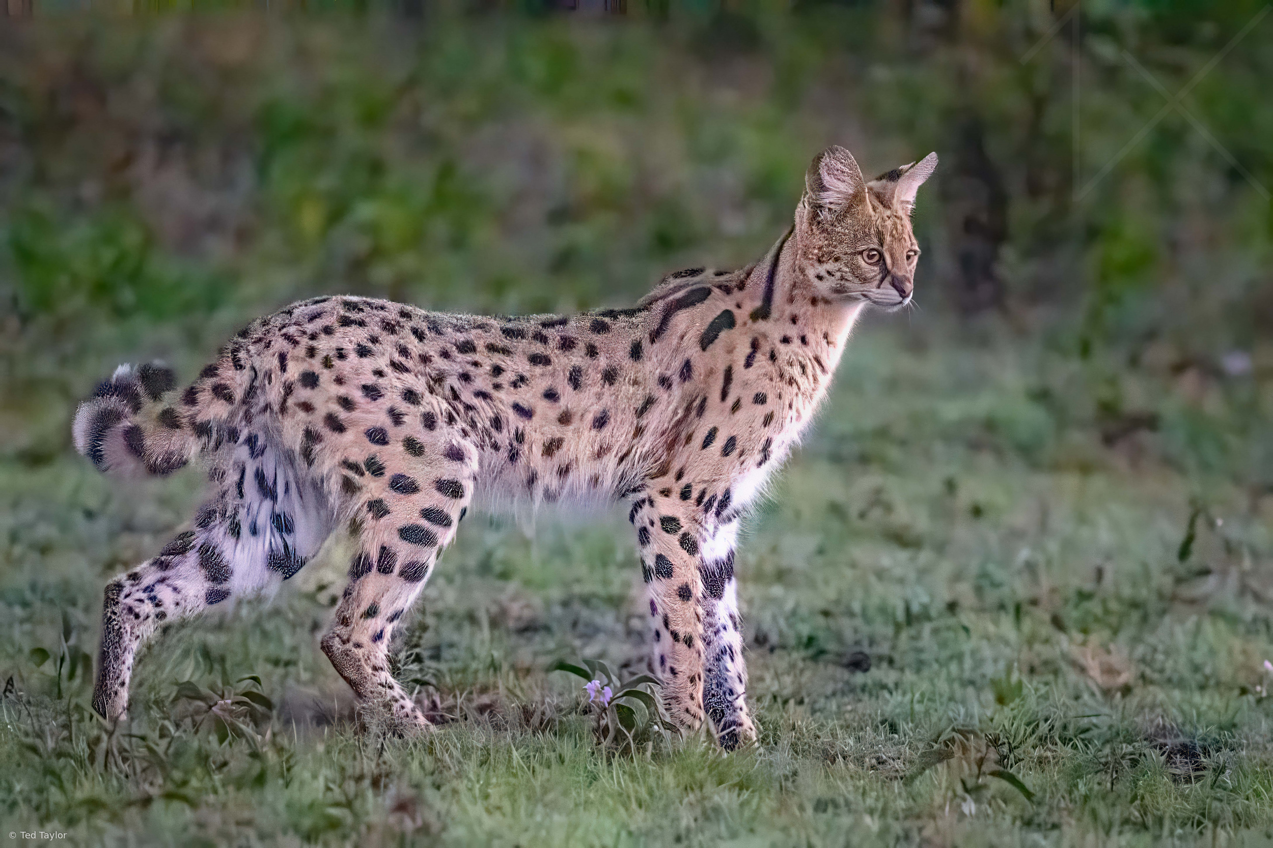 Early Morning Serval