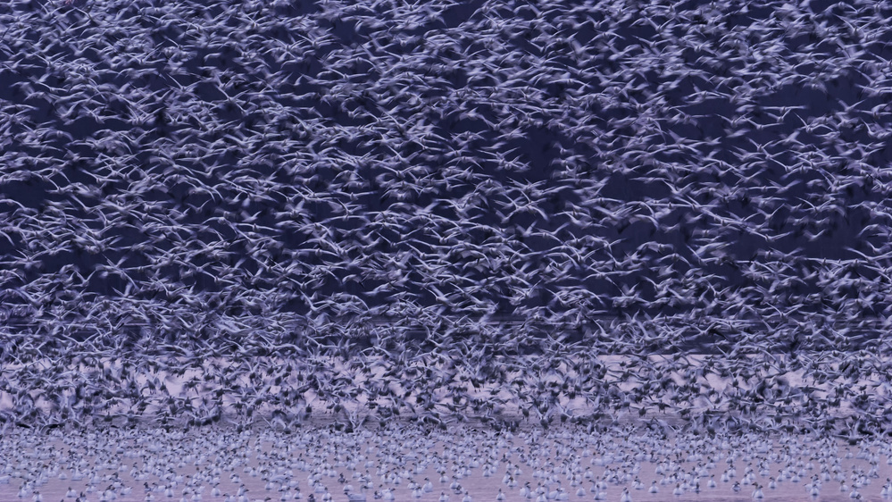 Snow Geese Migration by Tao Huang — canvas wall art