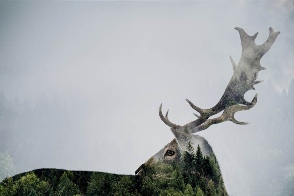 Forest Deer Spirit by Angyalosi Beáta — canvas wall art