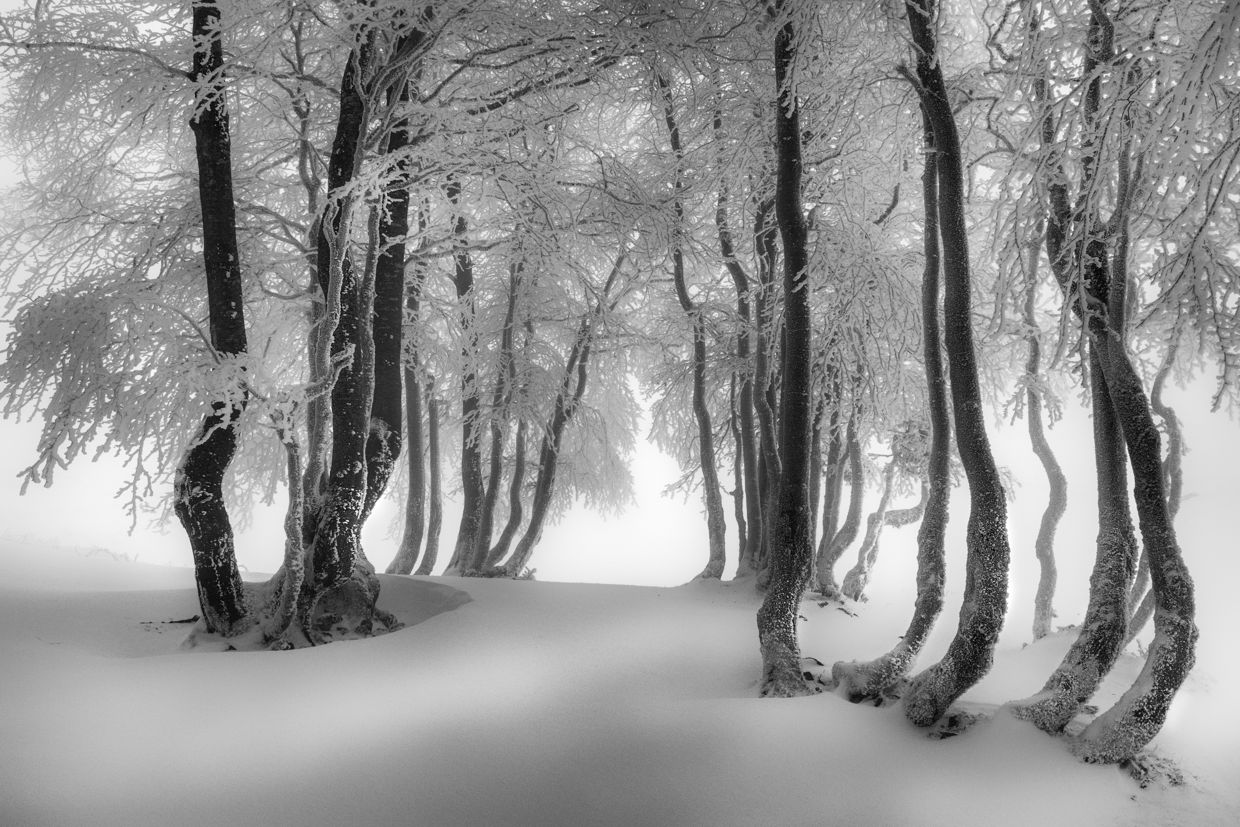 Happy winter beeches