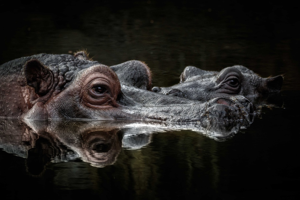 Dark Water Hippos by Eiji Itoyama — canvas wall art
