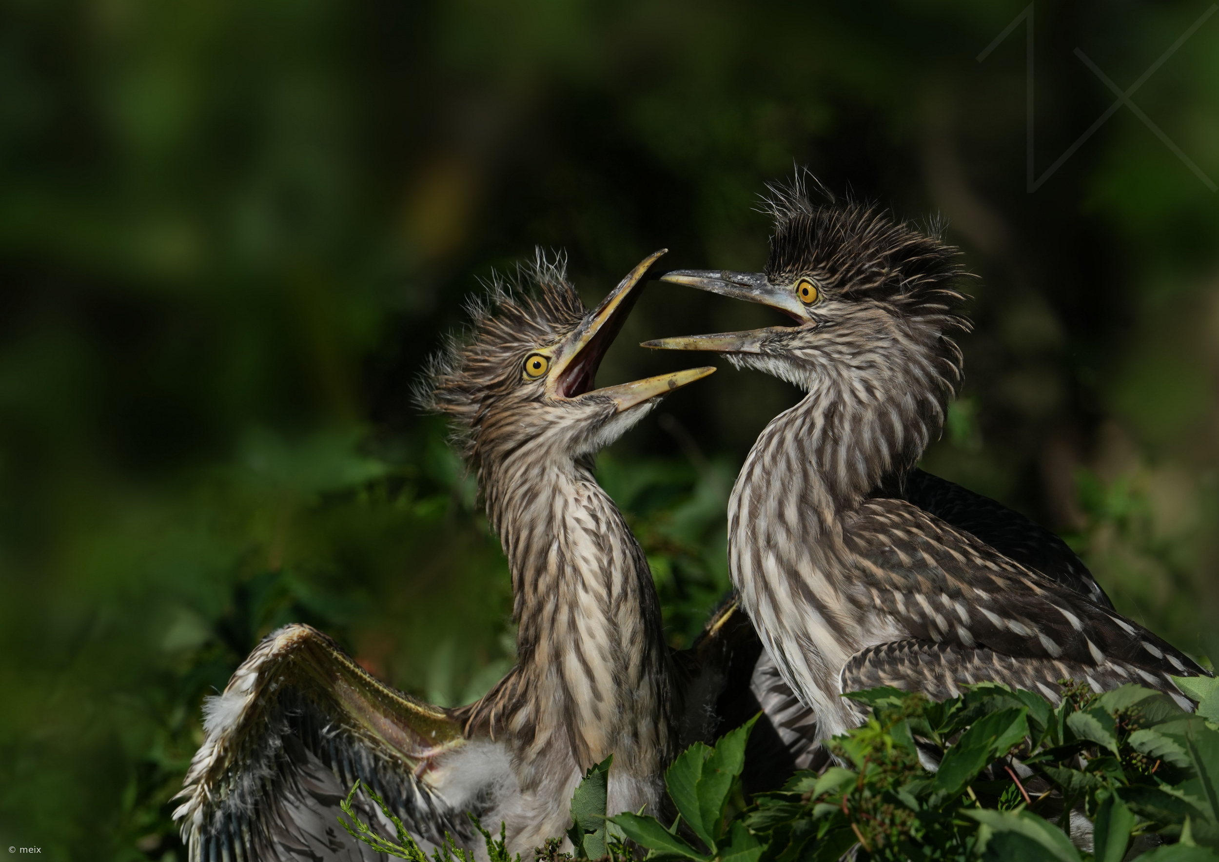 Black Crowned Night Heron Chicks