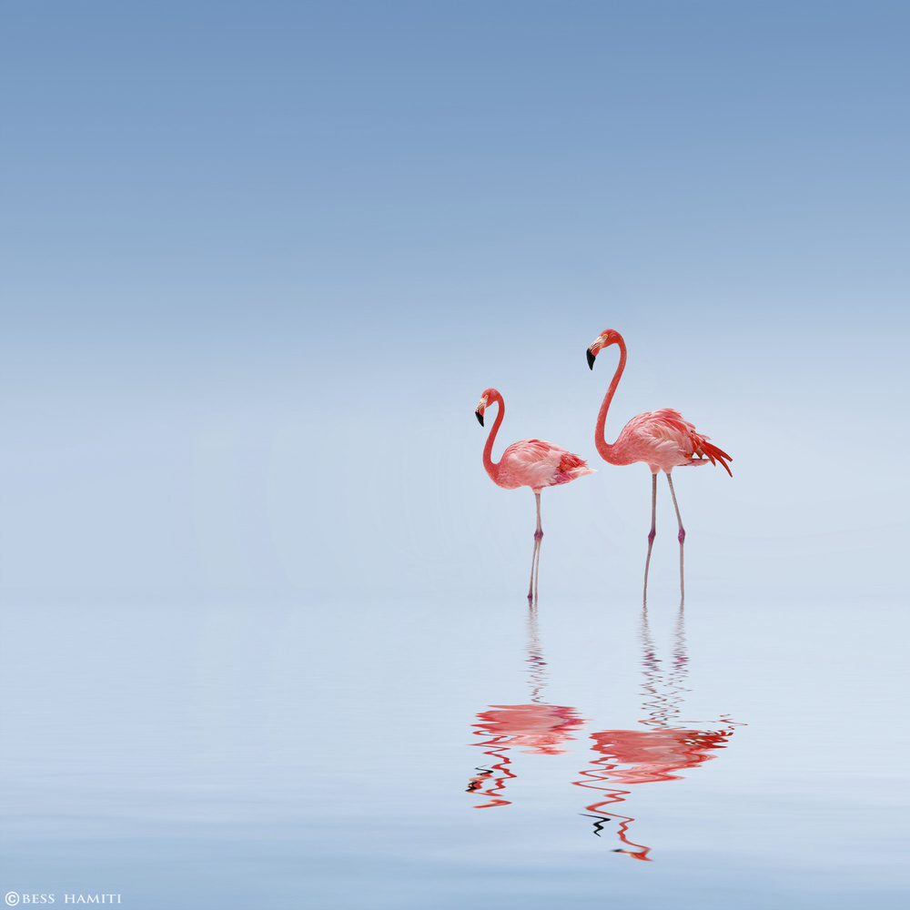 Pink Flamingo Pair by Bess Hamiti — canvas wall art